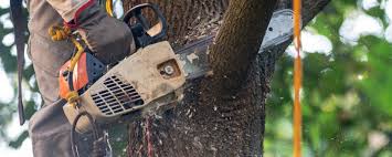 Best Arborist Consultation Services  in Lwa, CA
