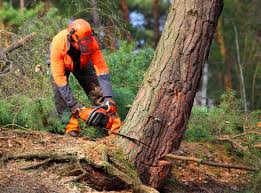 Best Hazardous Tree Removal  in Lwa, CA