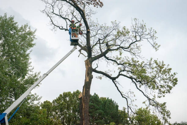 Best Tree Disease Treatment  in Lwa, CA